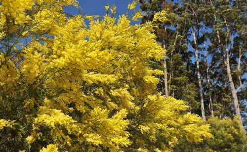 Wattle trees in flower along the Pacific Highway. Wattle trees in flower along the Pacific Highway.
